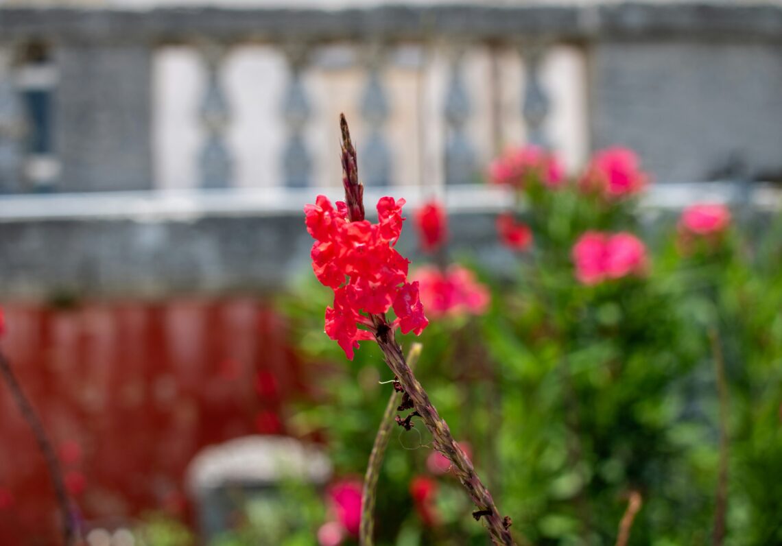 Stauder og bæredygtighed: Gør din have grøn og blomstrende
