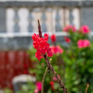 Stauder og bæredygtighed: Gør din have grøn og blomstrende