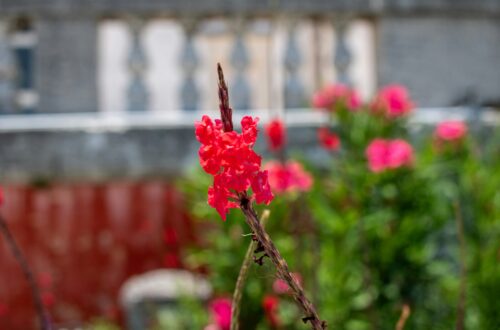 Stauder og bæredygtighed: Gør din have grøn og blomstrende