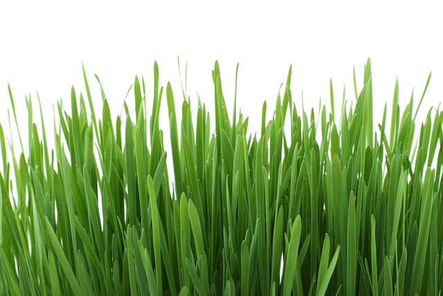 Den endelige guide til hækkeklippere og hvordan de kan spare din tid og din græsplæne