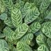 Sådan dyrker du kejserbusk: Tips og tricks til en frodig have