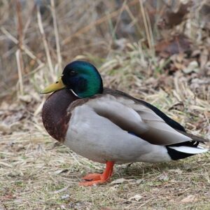 10 smarte tips til at knække krydsordskoden