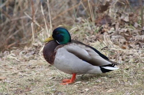 10 smarte tips til at knække krydsordskoden