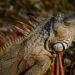 Opdag spændende dinosaurarter med fjernstyret teknologi