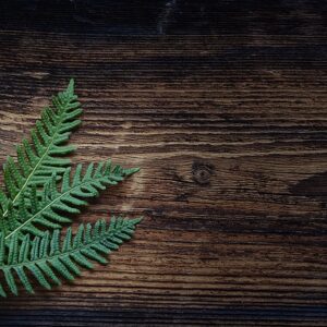 Benvedens betydning for biodiversiteten: En artikel om plantens rolle i naturen