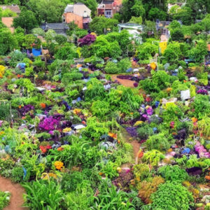 Grønne fingre uden have? Sådan får du succes med plantesække og plantekasser!